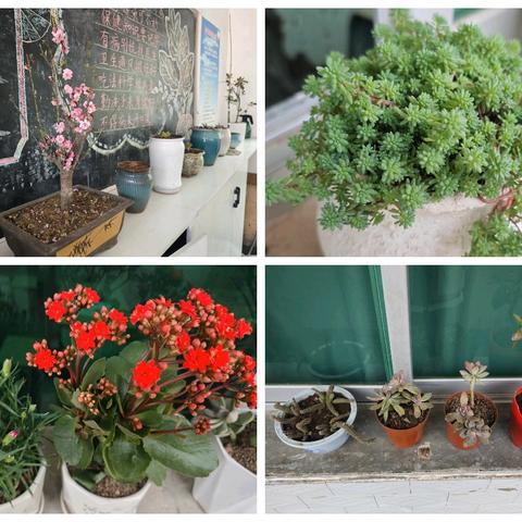 携手植绿 共创未来——中坝小学2025年植树节研学活动