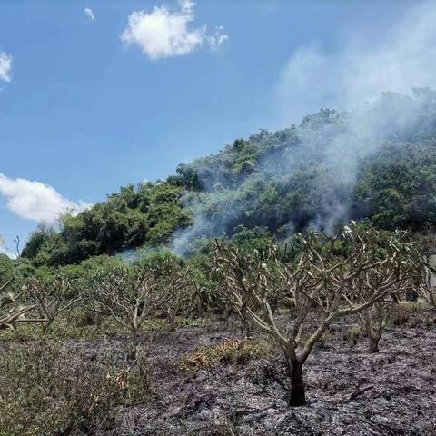 [东河镇] 西方岭一芒果地突发大火   消防与群众合力及时处置险情