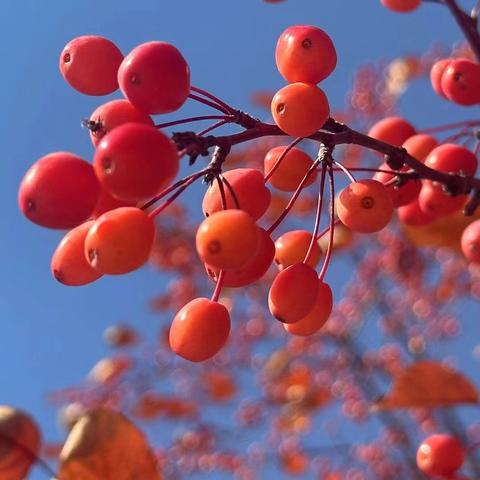 【本真十七】“庆元旦,迎新年”一一平城区十七校举行新年联欢会