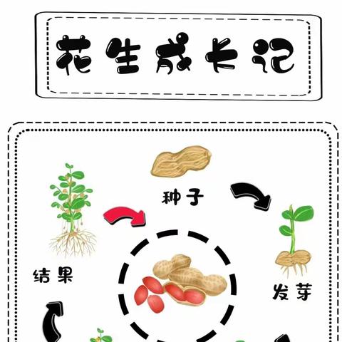 【实验小学附属幼儿园】🌸大十三班🌸    花生成长记🥜🥜🥜🌻🌻