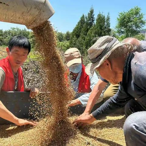 黄华镇：助力“三夏生产”确保颗粒归仓