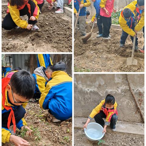 体验农耕之趣 传承劳动之美 ——东张村小学五年级番茄种植活动