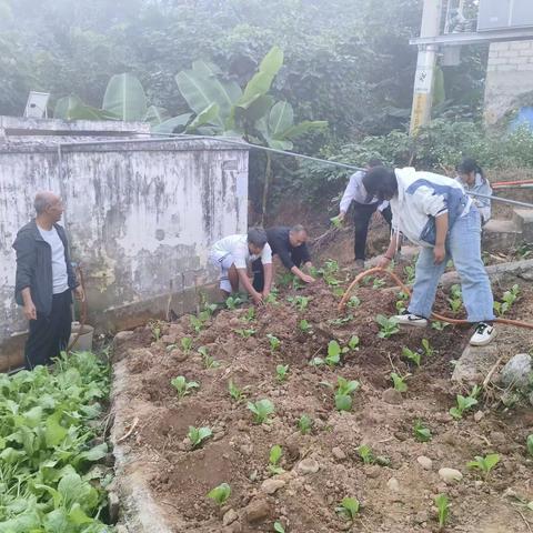 大口村：空地变身小菜园 自给自足物产丰