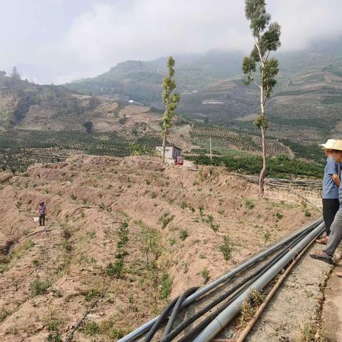 大口村驻村工作队扎实做好各项重点工作