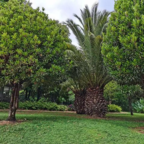 昆明植物园的夏天，浓绿欲滴，浓绿欲醉！