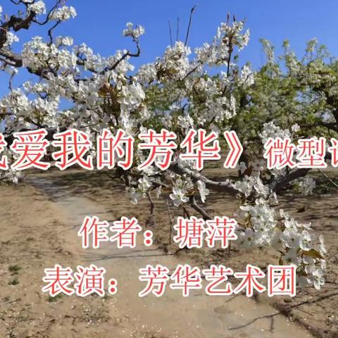 梨乡赏梨花  "芳华"赞芳华