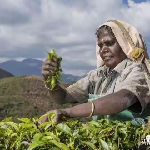 近代普洱茶产业复兴，居然是从一棵千年大茶树开始的？