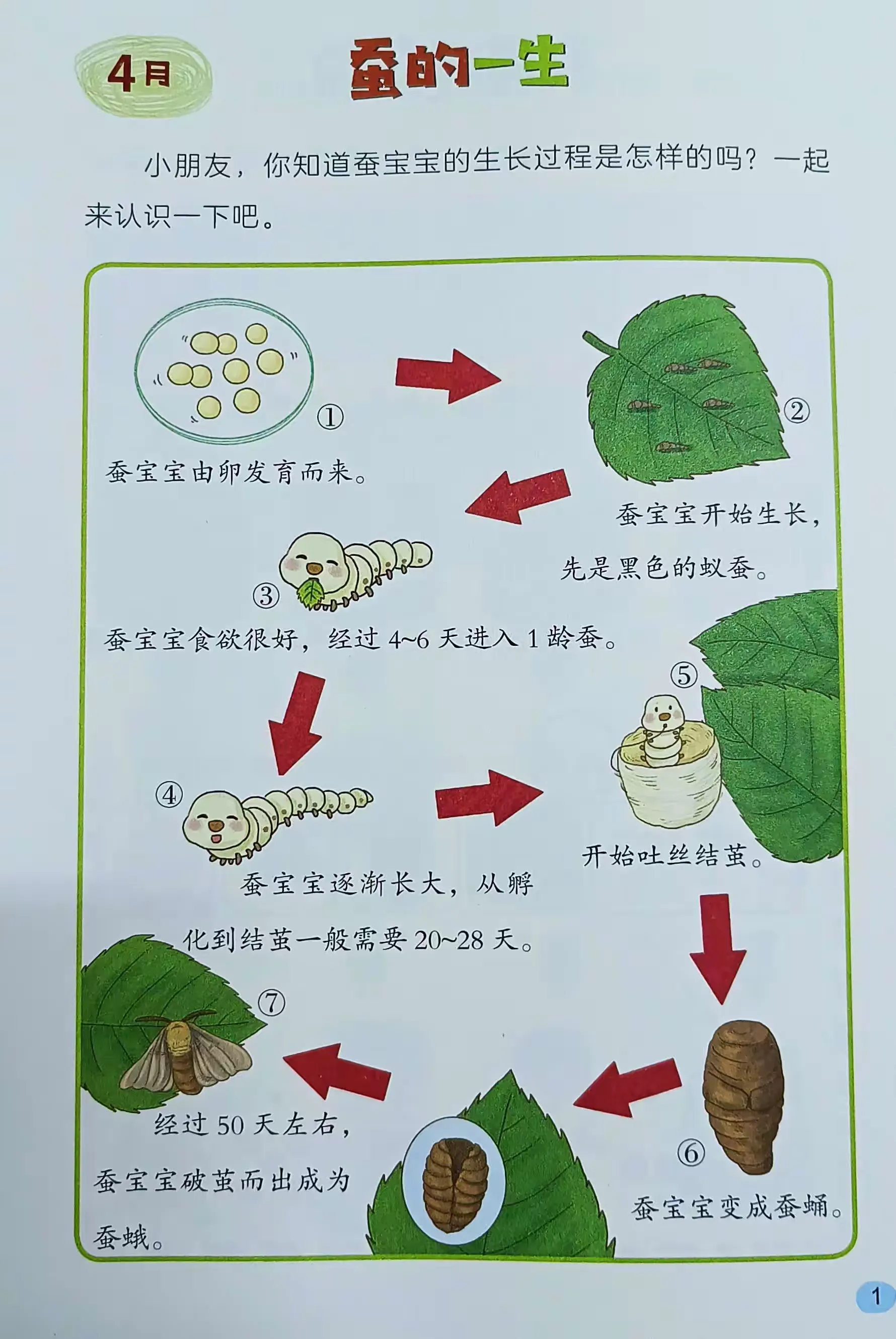能够正确辨认蚕的生长顺序.2.认识蚕的身体结构,并知道蚕的生长过程