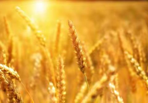 冬日暖阳映童心，三爱三节伴成长 ——罗申小学“三爱三节”主题教育活动纪实