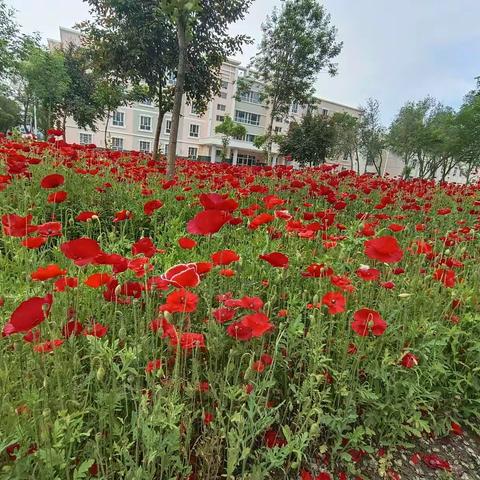 综合实践活动一一走进种植园