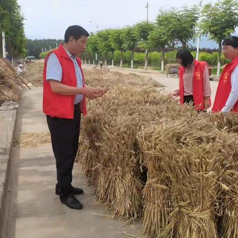 【赵家村新时代文明实践站在行动】抢收粮保三夏，志愿服务别样红