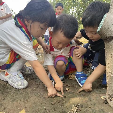 奇妙的遇见，小六班与金蝉的邂逅——里则中心幼儿园小六班