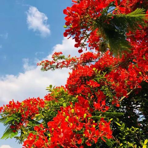 山海有约，逐浪前行——巴蜀云校琼海市嘉积第二中学访校活动