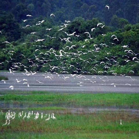 悠然小墅—美的鹭湖森林森林度假区3房5床欧式风格别墅【私家泳池】BBQ