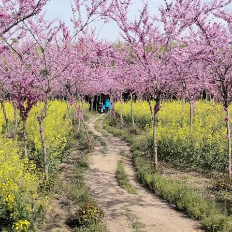 🌱春日	🍀好时光，一起“趣”春游🌸	一一杨集镇中心幼儿园中一班	春游活动🌹