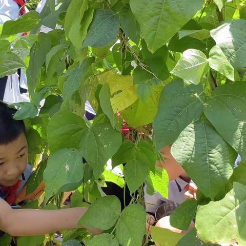 种瓜得瓜，种豆得豆。——1809班摘四季豆之趣。