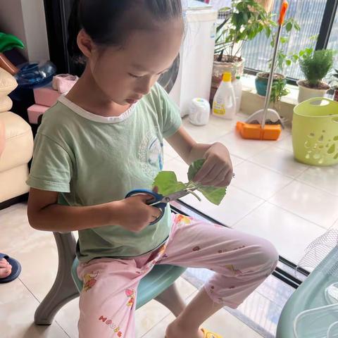 潘芊蔚的养蚕日记