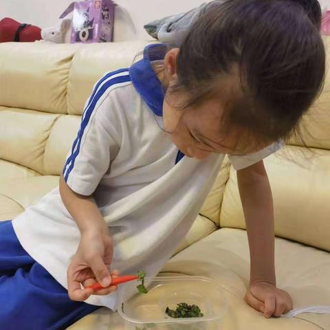 潘芊蔚的养蚕日记（四）
