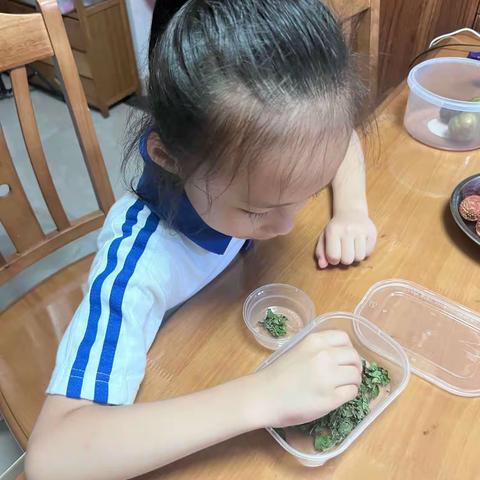 潘芊蔚的养蚕日记（五）