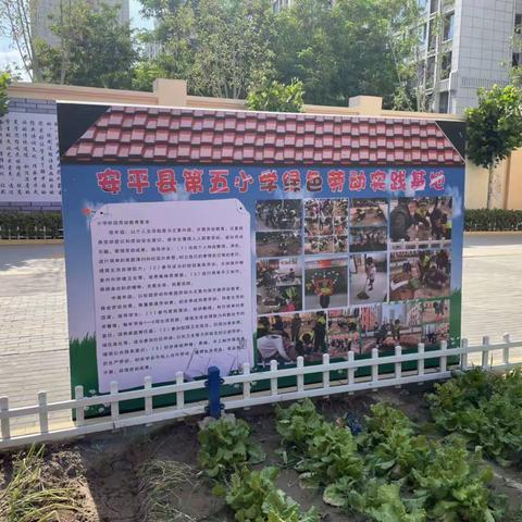 和雅劳动种植园 快乐收获常相伴——安平县第五小学劳动实践教育之劳动成果展示