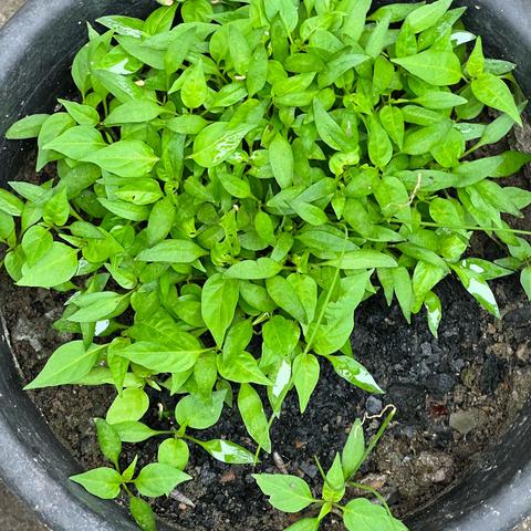 种子大探秘（副本）