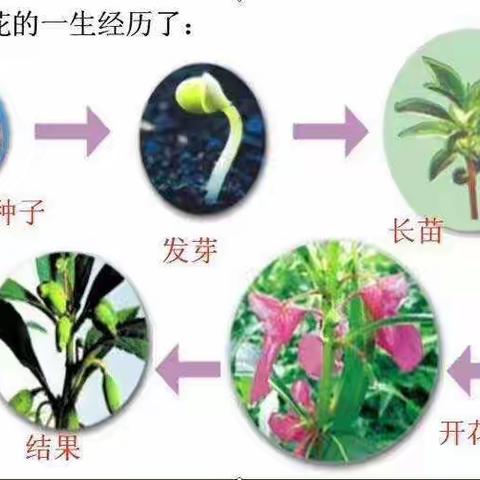 凤仙花的成长日志—我种凤仙花的曲折过程