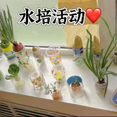 🌈多米诺幼儿园小二班——探索《水培植物》观察👀记🌱