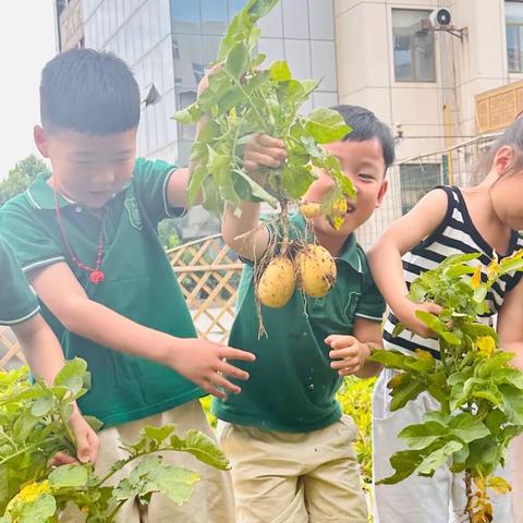 【土豆•丰收乐】——开发区艾乐幼儿园大四班种植区“收获土豆”小记