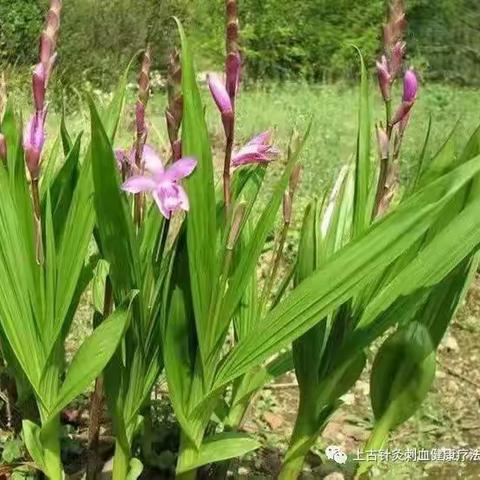 中药种植课程——白芨        2018级6班