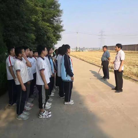 麦香时节收获忙，田间劳动促成长—杜郎口镇曹庄小学开展劳动实践活动