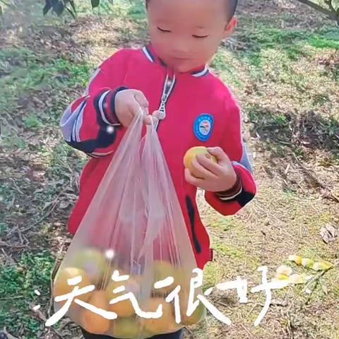 快乐采摘 乐享时光——欢乐谷幼儿园大班组【采摘记】