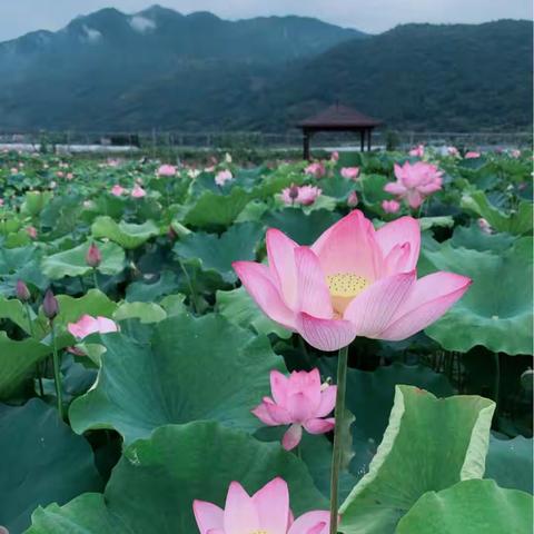 夏日“研研”，盲盒超燃——记于都县第六小学一年级盲盒式教研