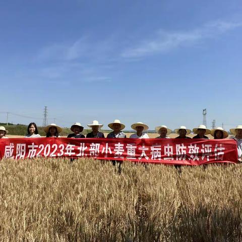 咸阳市小麦重大病虫防效评估组来永寿开展小麦重大病虫防效评估