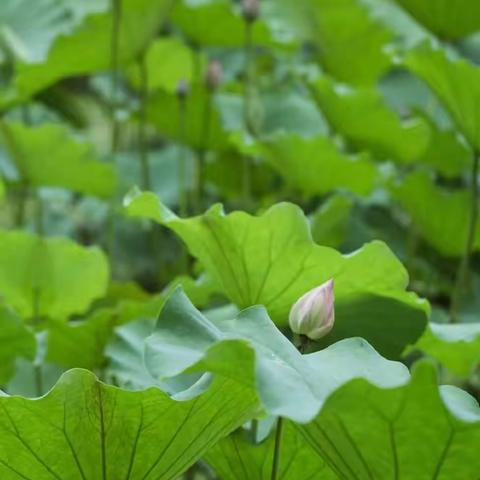 端午临仲夏  垚森物业祝所有居民端午安康