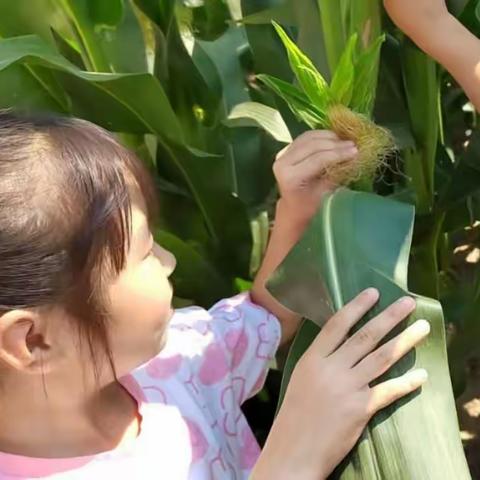 玉米种植记（李亲古镇中心幼儿园种植活动实录）