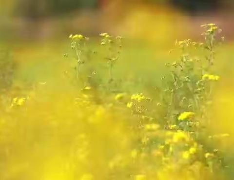 野菊花种植基地忙，乡村振兴正当节时。