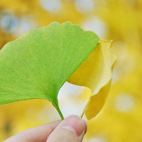 巧手留秋意，创意助治疗——精神科开展植物主题手作活动