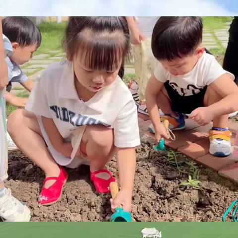 小一班种植角里的那些事儿