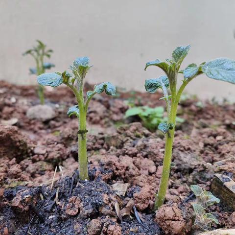 你好土豆🥔，美好“食”光——久长街幼儿园中二班一米菜地活动