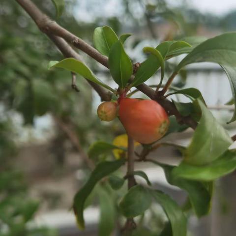 孙艺嘉我的植物画报（乡村河边掠影）