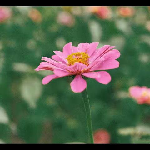 🌼劳动种植欢，校园迎芳香🌼 —— 马皮乡加荷小学的百日菊开花啦！