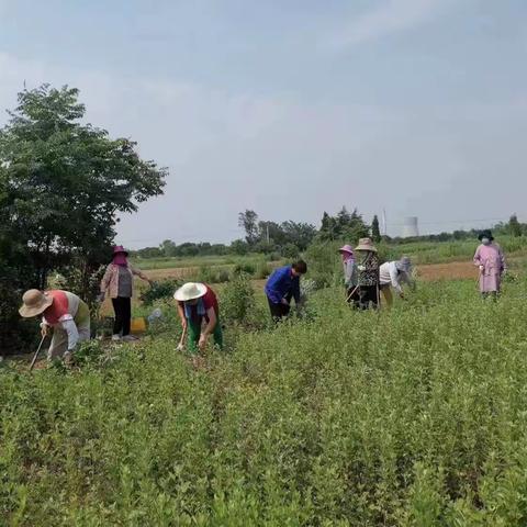 艾草香 帮扶忙