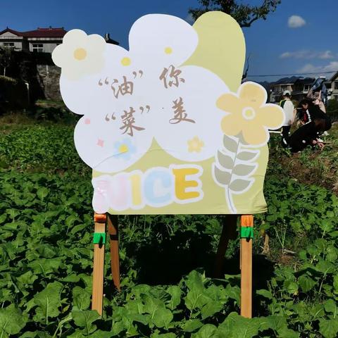 “油”你“菜”美 油菜地里的实践之旅  南街小学三（8）班