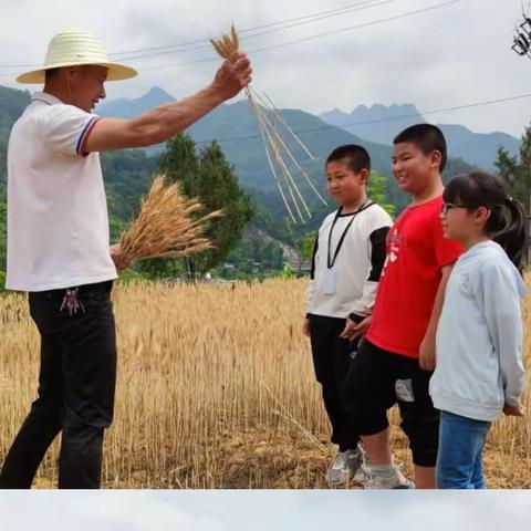 开镰收麦，“麦”向新征程—青木川镇九年制学校开展小麦丰收节劳动教育主题活动