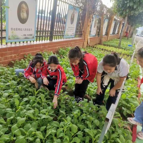 劳动最光荣——梧州市龙新小学198中队劳动周体验活动