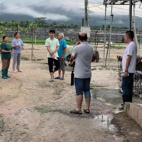 吉阳区农业农村局到大茅村开展防风防汛工作简报