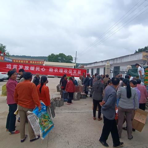 麟游县九成宫镇澄铭窑村：鸡苗发放暖民心  助农增收促发展