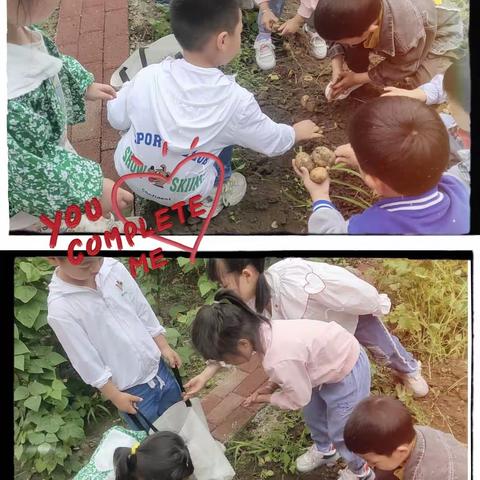 幼儿园种植园活动“收获土豆”分享快乐