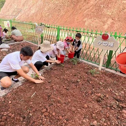 🌱小菜园，大收获🌱——江城县幼儿园小四班蔬菜种植成果收益