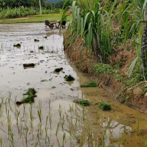 我为群众办实事/天涯区农业农村局畜牧办防疫员下村处理工单